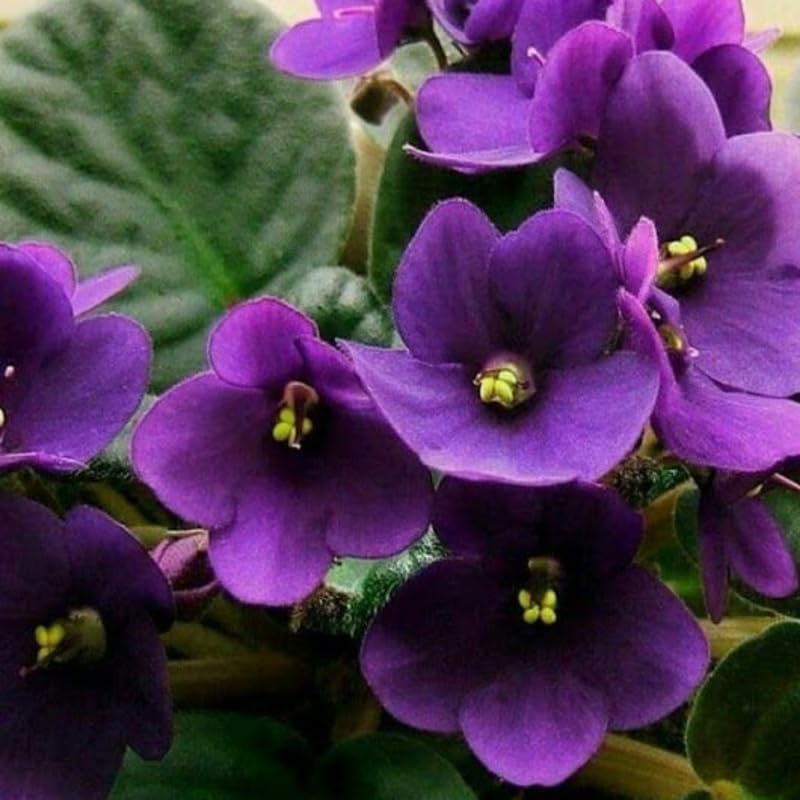 Dark Purple African Violet Live Plant, 4 Inch Pot African Violets Live Plant, Live Afican Violets Plants, Flowering African Violets Live Plants Indoor Garden, Perennial Live African Violet Plants