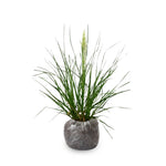 2 Grass Ornamental Grasses Seedlings, Live Grass Perennial Hardy Ornamental Plants, Outdoor Planting, 5-9" Tall (White Pampas)