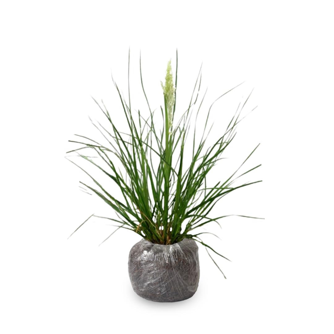 2 Grass Ornamental Grasses Seedlings, Live Grass Perennial Hardy Ornamental Plants, Outdoor Planting, 5-9" Tall (White Pampas)