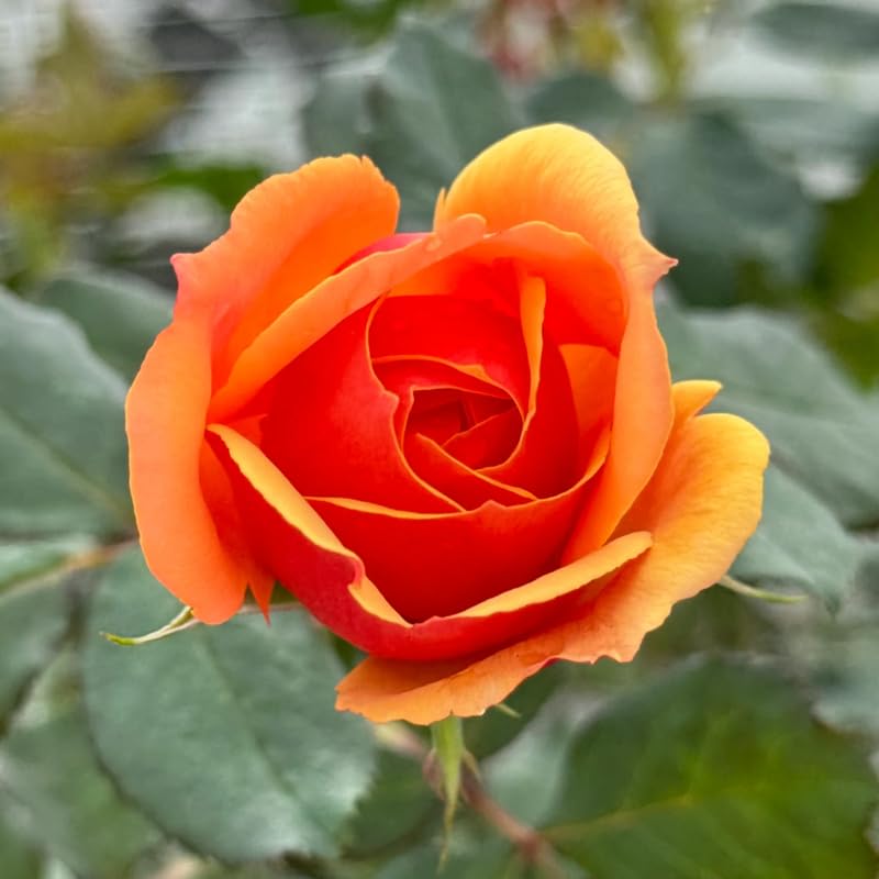 Rose Plant Live, Fragrant Heirloom Flower Bush, 5-10 Inch Tall, Grows as Climbing or Shrub for Outdoor Garden, No Pot (Rosa Orange Rose)