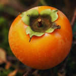 2 Persimmon Tree Live Plants Bare Roots, Live Persimmon Tree, Cold Hardy, 6-12 Inches Tall, Seedlings