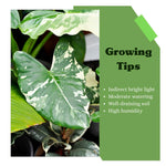 Colocasia Live Plant, 4-8'' Tall, Elephant Ear Plant, Esculenta Taro Alocasia Housplant, Indoor Outdoor Planting (Green Leaf with Pink Veining)