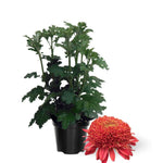 2 Mums Plants Live, Dark Red Chrysanthemum Plants Live, 5 to 7 Inc in Height, No Potted, Chrysanthemum Flower Mum Live Plant