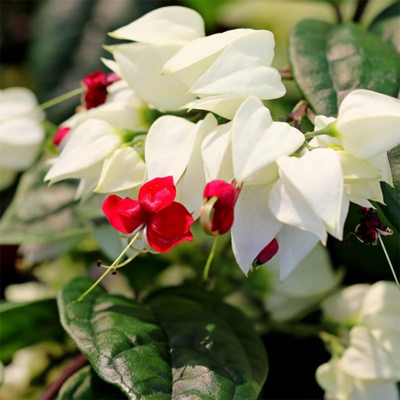 Clerodendrum Plants Live Well-Rooted for Outdoor Planting, White Red Clerodendrum Thomsoniae Bleeding Heart Tropical Live Plant, 5"-9" in Tall
