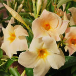 3 Apricot Mandevilla Plants Live, 5-10” Tall Flowering Mandevilla Vines for Trellis, Outdoor Patio, Garden Pots, Trailing Mandevilla Seedlings