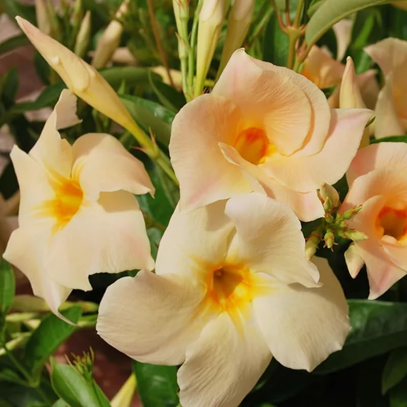 2 Apricot Mandevilla Live Plants, Flowering Mandevilla Plants, 5-9” Tall, Mandevilla Trellis Vines for Outdoor Garden and Containers
