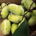 2 Pots Pawpaw Trees Live Plants, 6-12" Tall, Quart Pots, Hardy Paw Paw Fruit Trees for Outdoor Planting