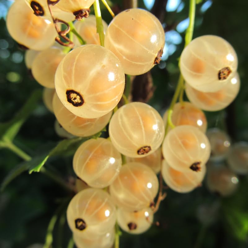 Currant Bush Live Plant, Currant Tree Live Plant for Planting, 5-10 Inch Tall, Currant Plant Live Ready to Grow Outdoors, Currant Berries Fruit Tree Starter Plant (White Currant)