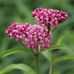2 Pink Milkweed Plants Live, Tropical Butterfly Milkweed 4-8 Inches, Perennial Milkweeds Flowers Well Rooted Container or Outdoor Growing