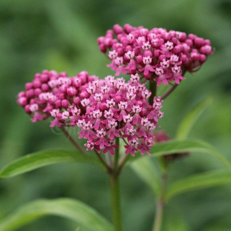 2 Pink Milkweed Plants Live, Tropical Butterfly Milkweed 4-8 Inches, Perennial Milkweeds Flowers Well Rooted Container or Outdoor Growing