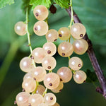 Currant Plant Live, Currant Bush Live Plant, 5-11 Inch Tall, Currant Berries Currant Tree, Currant Fruit Well Rooted (White Currant)