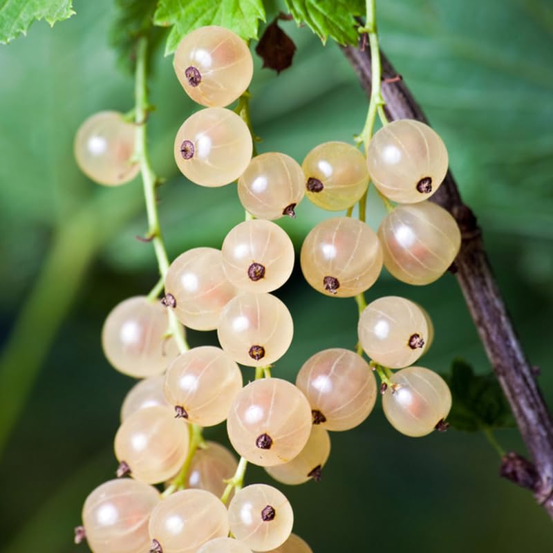 Currant Tree Live Plant for Growing, 1 Year Old, Currant Berries Fruit Tree, Currant Plant Live for Planting Your Garden, Currant Bush Live (White Currant)