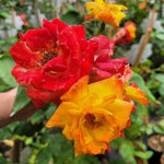 Orange Yellow Red Climbing Rose Live Plant, 6 Months Old Starter, Fragrant Purple Climbing Roses for Planting Outdoor, No Pot