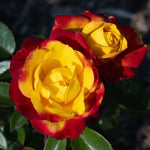 Rose Climbing Live Starter Plant, Fragrant Multi Color Climbing Rose for Planting Outdoor, No Pot, 5-9 Inc in Tall