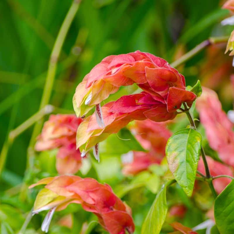 2 Red Shrimp Live Plants, Perennial Shrimp Plants Shrub, Justica Brandegeana Bush 4-8 Inches
