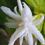 Double Jasmine Sambac Live Plants, 2 Jasmine Plants Live, 5 to 7 Inch Tall, Live Plants Outdoor Indoor