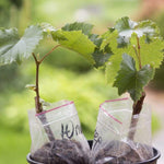 Red Seedless Grape Vines Live Plants for Planting, 5-10" Grape Tree for Outdoor Garden, Dormant in Winter, Cold Hardy, Sweet Flavor