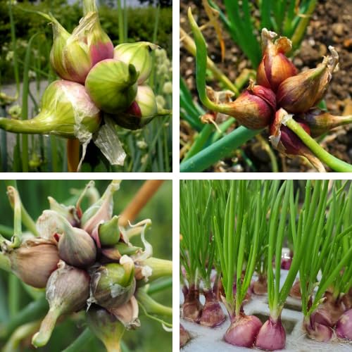 3 Onion Egyptian Walking Plants Live, Top Size and High Yield for Planting Outdoors, Rare Fresh Heirloom Allium for Gardening, Winter Onions Vegetable