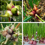 3 Egyptian Walking Onion Live Plants for Outdoor Planting, Set 3 Plants of Second Year, Winter Hardy Rare Fresh Heirloom Allium Winter, Top Size Onions Vegetable