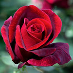 Rose Plant Live, Roses Bush Ready to Plant, 5-10 Inch Height, Ornamental Fragrant Flowers (Red Rose)
