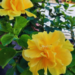 Hardy Hibiscus Plant Live, Double Yellow Hibiscus Tree Live Plant from 8 to 10 Inches Tall, Perennial Hibiscus Flower