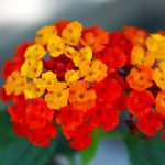 4 Colorful Perennial Lantana Trees Live Plants, Red Blooms, Hardy and Long Blooming Seasons, Fragrant, 5-10" in Tall, Full Sun Growing