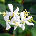 2 Jasmine Plants Live, Climbing Jasmine Flower Plant, Zone 4 to 11, 5 to 7 Inc in Height (Star)