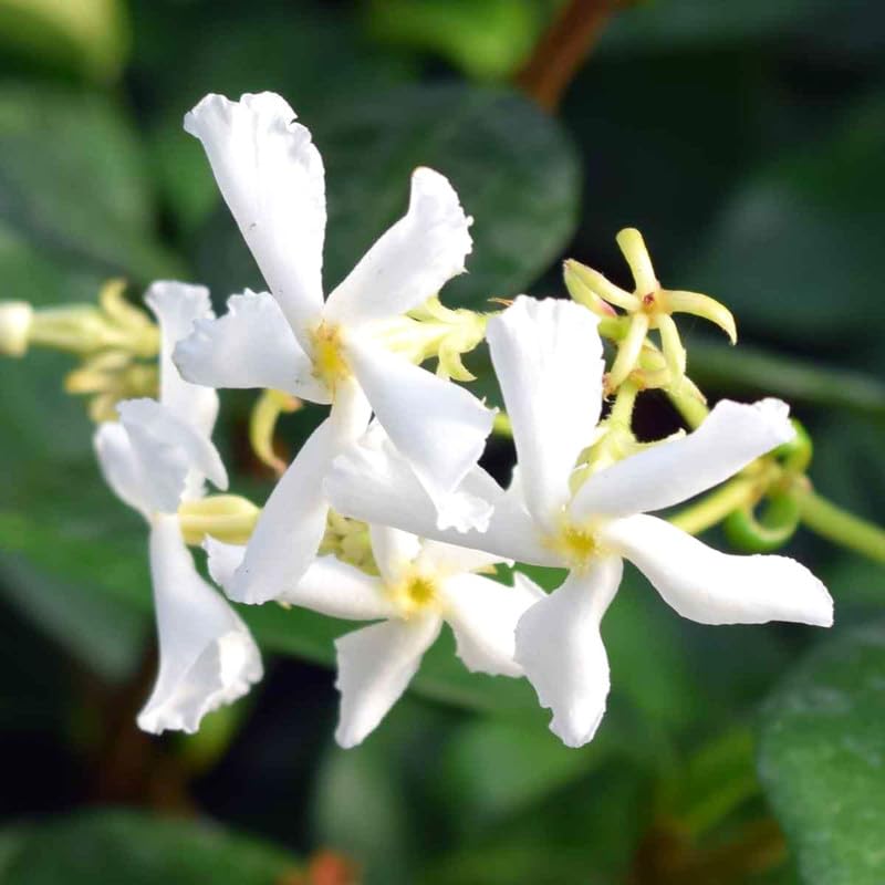 2 Star Jasmine Plants Live from 4 to 6 Inches Tall, Live Jasmine Plants Indoor
