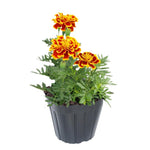 2 Mix Marigold Plants Live, Starter Plants, Marigold Flowers Live Plants, No Potted