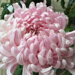 Light Pink Chrysanthemum Plant, Set 2 Light Pink Mums Plants Live, Hardy Perennial Mum Live Plant, 3 to 6 Inch Tall Garden Mum Starter Plants for Garden Beds, Containers, Vibrant Fall Blooms, No Pot