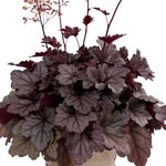 Pack 3 Heuchera Plants Live, Coral Bells Plants 4-7” Tall for Shade Gardens, Borders, Pots, Heuchera Perennials Seedlings (Purple Black Heuchera)