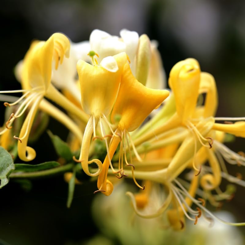 Honeysuckle Plants Live, Vine Gold White Honeysuckle Plants Well-Rooted 5 to 10 Inc Tall, Fast-Growing for Spring Planting