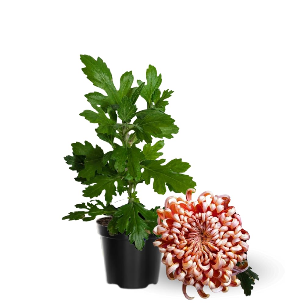 2 Mums Plants Live, Double Orange Chrysanthemum Plants Live, 5 to 7 Inc Long, Chrysanthemum Flower Live Plant Mum Live Plant