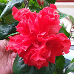 2 Double Red Hibiscus Tree Live Plant, Hardy Hibiscus Plants Live, 4 to 7 Inches, Hibiscus Shrub Tree for Garden