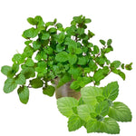 2 Peppermint Plants Live Clumps Potted, Size 5-9" in Tall, Fresh Mints Herb for Indoor Outdoor Growing, Culinary Gardening, Cold Hardy and Fast-Growing