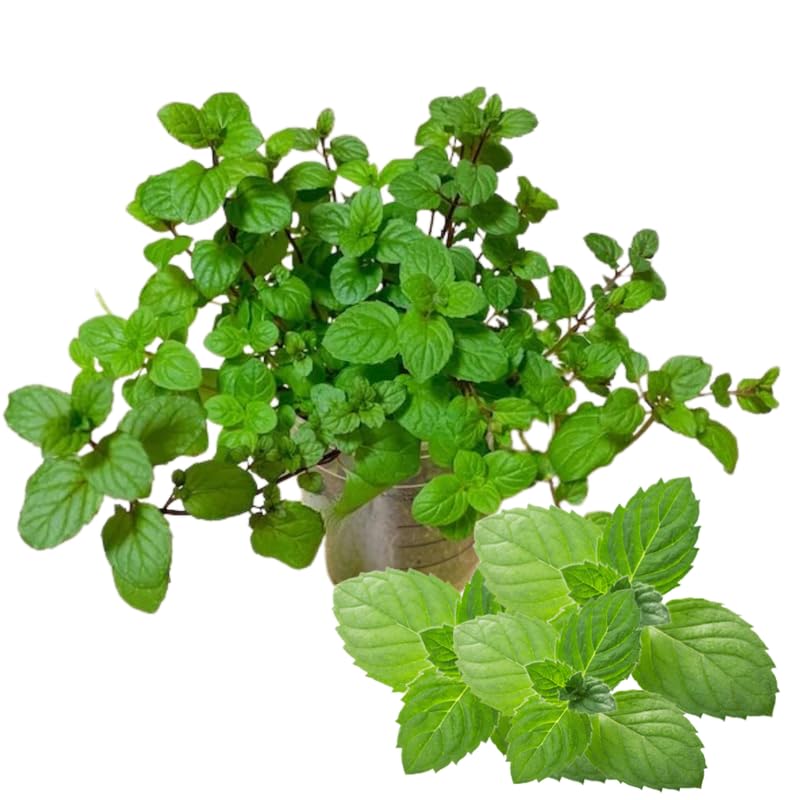 Big Clumps Peppermint Plants Live in Pot, Well-Rooted Herb for Home Gardens, Heirloom Mint Indoor Outdoor, Fresh Mints