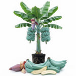 Ice Cream Blue Banana Tree Live Plant, Edible Fruit, 4-6" Tall