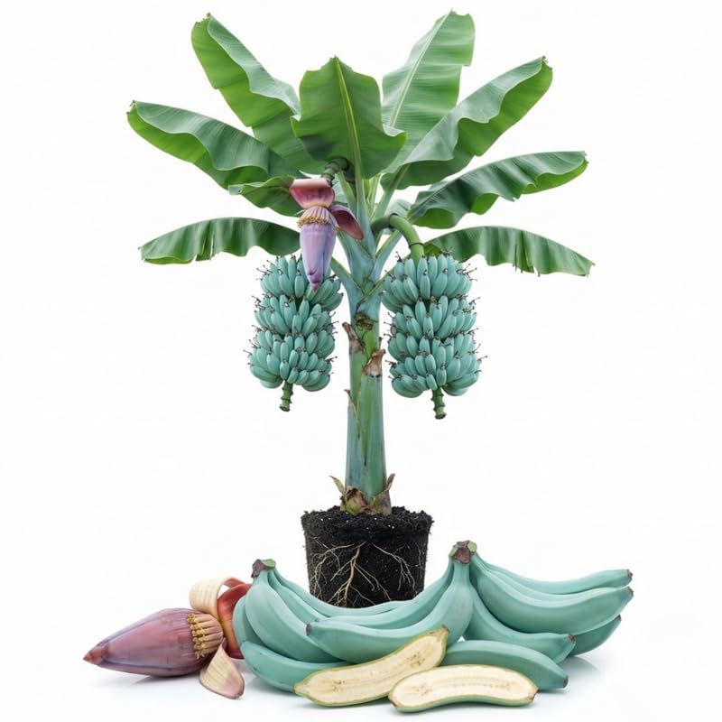 Ice Cream Blue Banana Tree Live Plant, Edible Fruit, 4-6" Tall