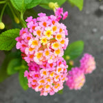 4 Colorful Perennial Lantana Trees Live Plants, Pink Blooms, Hardy and Long Blooming Seasons, Fragrant, 5-10" in Tall, Full Sun Growing