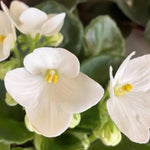 White African Violet Live Plant, 4 Inch Pot African Violets Live Plant, Live Afican Violets Plants, White Flowering African Violets Live Plants Indoor Garden, Perennial Live African Violet Plants