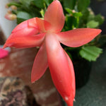Orange Christmas Cactus Plants Live in 4 Inch Pot, Perennial Christmas Thanksgiving Cactus Plants Potted, Vibrant Flower Holiday Houseplant Indoors Outdoors