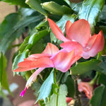Peachy Yellow Thanksgiving Cactus Plant Live, Vibrant Holiday Flowering Cactus 4 Inch Pot, Indoor Houseplant