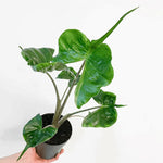 Common Alocasia Plant 4-8 Inch Tall, Tropical Alocasia Indoor Houseplant, Well Rooted Elephant Ear for Growing
