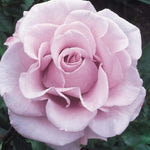 Rose Live Plant for Planting, Fragrant Rose Bush, 5-10” Tall, Ready to Grow Flowering Shrub for Outdoor Garden Beds and Containers (Purple Rose)