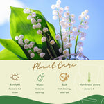 10 Lily of The Valley Bulbs, White Fragrant Lily Flower Roots, Perennial Lilies of The Valley Flowering Plants