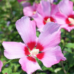 Pink Rose of Sharon Plant, Hardy Hibiscus Bush Shrub Well-Rooted 7-13" Tall Althea Shrub with Summer Blooms for Outdoor Landscape