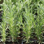 Set 2 Pots Rosemary Plants Live, 4 Inch Pot, 6 to 8 Inches Tall Live Rosemary Plants in Pot, Hardy Perennial Herb, 2 Plants per Pot