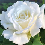 Rose Plant Live, Rose Bush Live Plant, Fragrant Flowers Ready to Plant, 5-9 Inch Height, Well-Rooted, No Pot (White Rose)