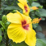Hibiscus Plants Live, Hibiscus Plants Live, Easy to Plant, Hibiscus Tree Live Plant, Perennial Flower Tree, 6 to 8 Inch Tall, Tequila Sun Gorgeous Hibiscus