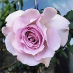 Rose Plant Live, Hybrid Tea Rose Bush Live Plant, 5-9 Inch Tall, Fragrant Flowers Shrub Ready to Plant Outdoor, No Pot, Well-Rooted (Purple Rose)